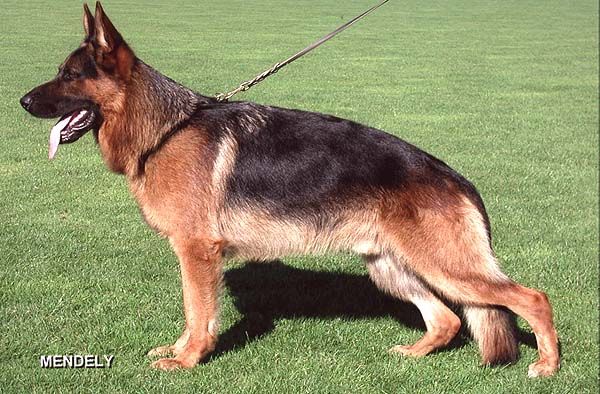 Drago von Pallas Athene