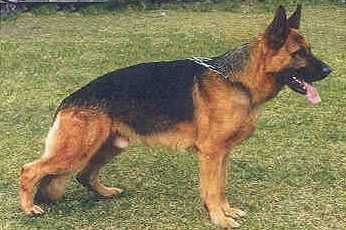 Daus von der Fichtenspitze