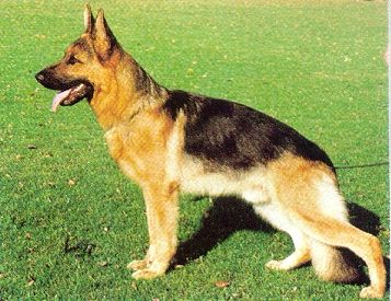 Jascho vom Fiemereck