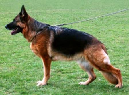 Chicoletti Endrefalva (RU)