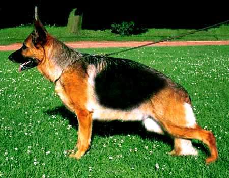 Svitti Endrefalva (RU)