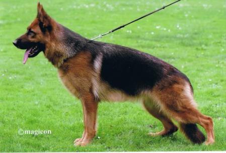 Hanni von dem Waldgraben