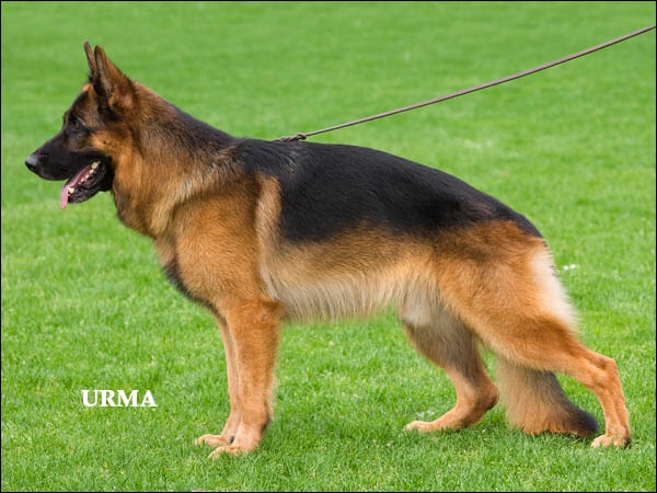 Urban vom Gleisenauer Schloß