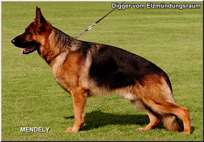 Digger vom Elzmündungsraum