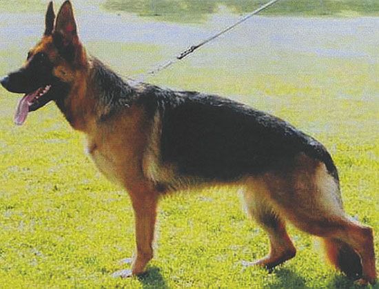 Xantia vom Elzmündungsraum