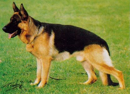 Cris vom Elzmündungsraum