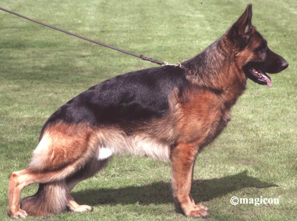 Idol vom Holtkämper Hof