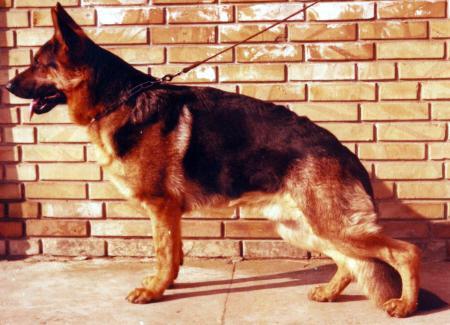 Atlas  I von dem Platinium