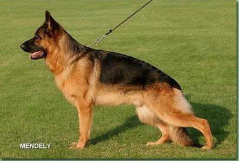 Kenzo von der Grafenburg (Ost)