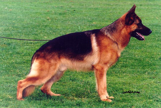 Nils vom Wildsteiger Land