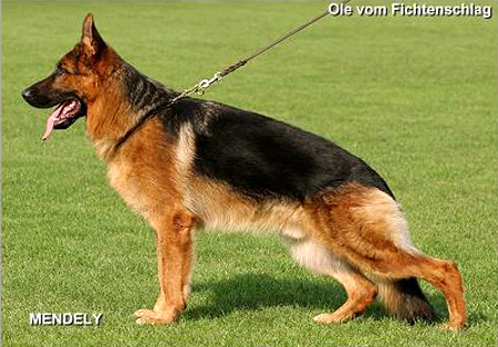 Ole vom Fichtenschlag