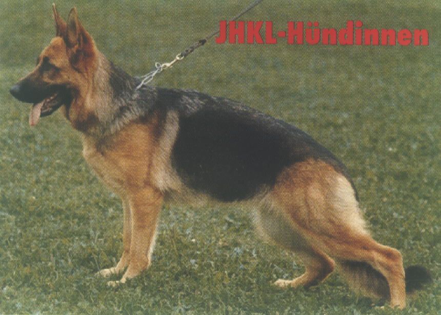 Honda vom Heilbronner Schloß