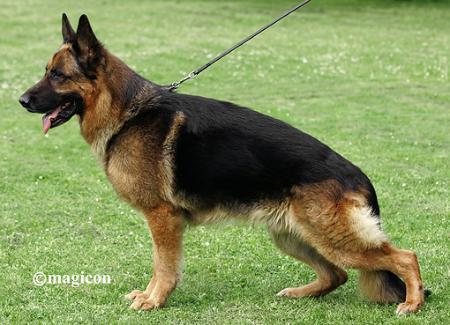 Odin vom Niederforstbach