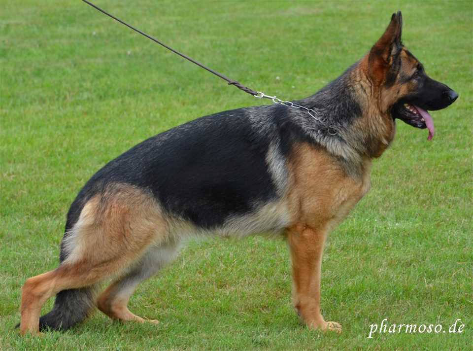 Queen von der Wiehenallee