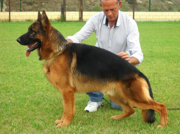 Yaco de Nerthus Hispania