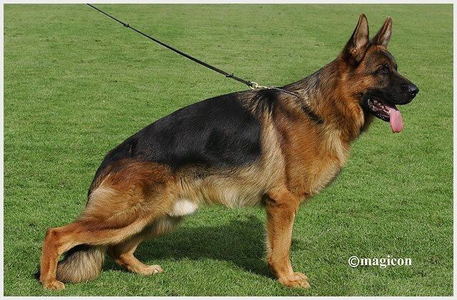 Ballack von der Brucknerallee