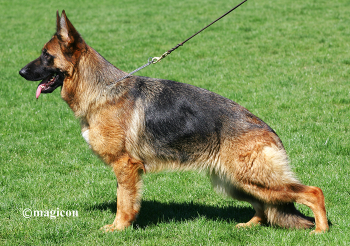 Leyla vom Schwarzaugen