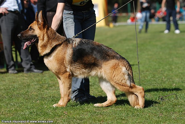 Vida Armandia Lidderdali