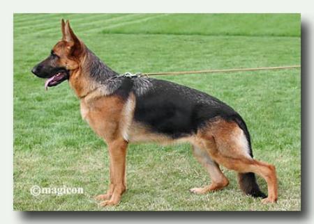 Chilla von Panoniansee