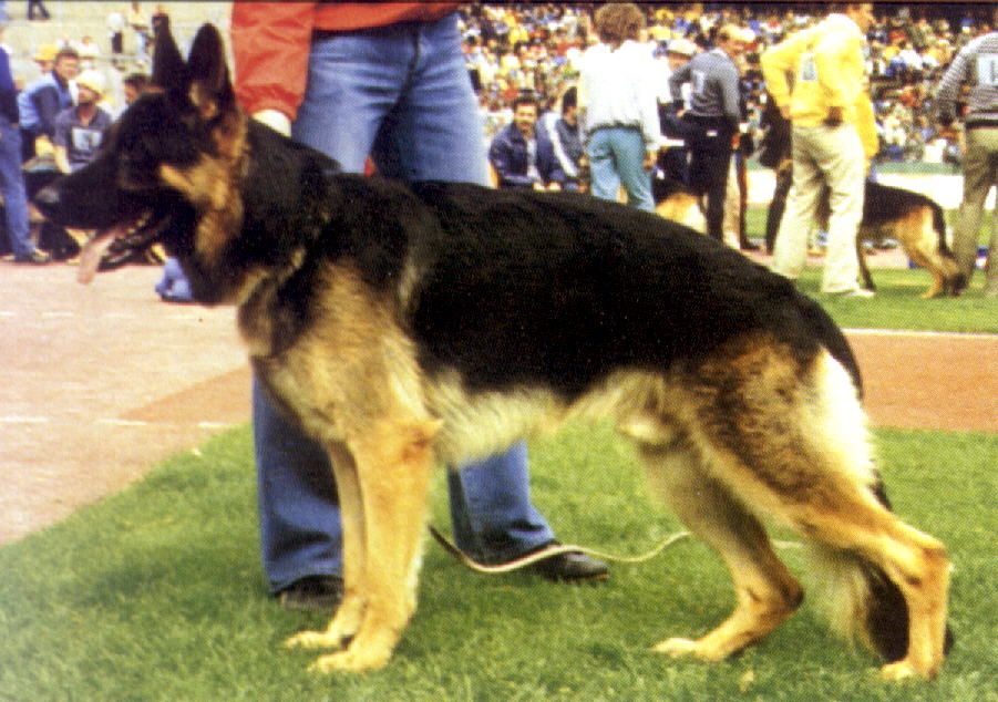 Valk vom Michelstädter Rathaus