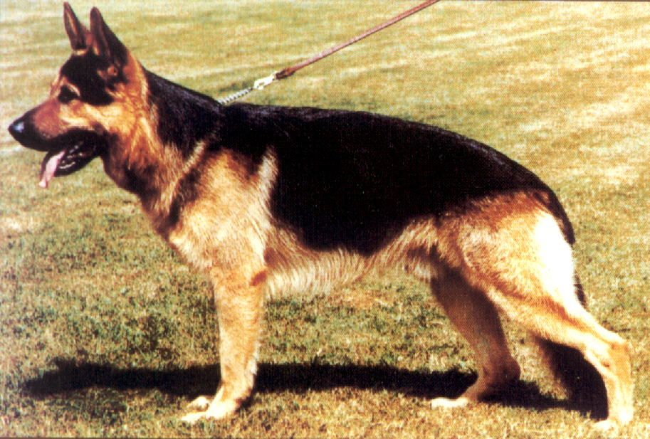 Erl vom Trappenberg (West)