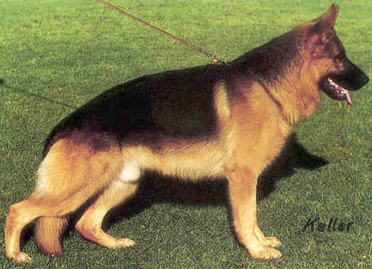 Yago vom Wildsteiger Land