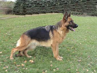 Kathleen vom Blumenkamp