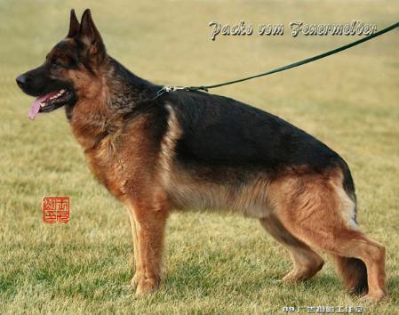 Packo vom Feuermelder