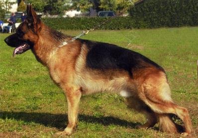 Xaro dei Monti della Laga