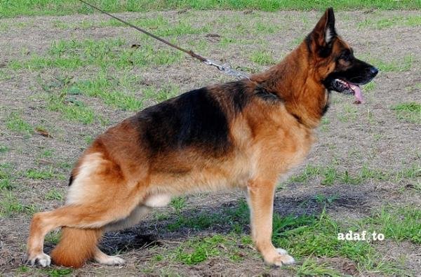 Gustl dei Monti della Laga