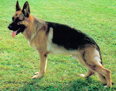 Yen dell' Onda di Rial