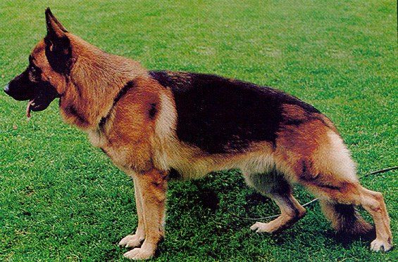 Pedro zum Kolbenguß