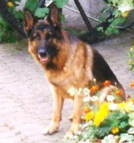 Dasti vom Farbenspiel