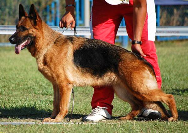 Team Bulle Hof Alegra