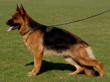 Pitty von der Freiheit Westerholt