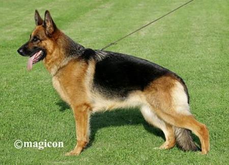 Zaskia vom Fichtenschlag