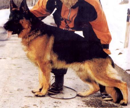 Igel vom Wollenhaupt