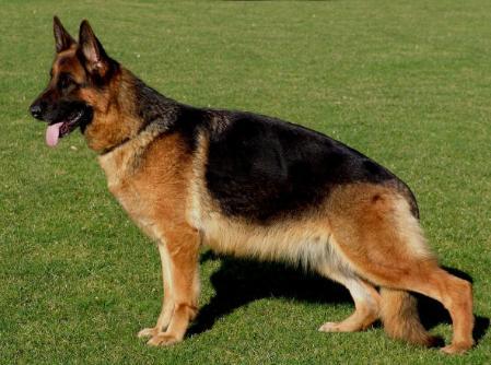 Qenni vom Osterberger-Land