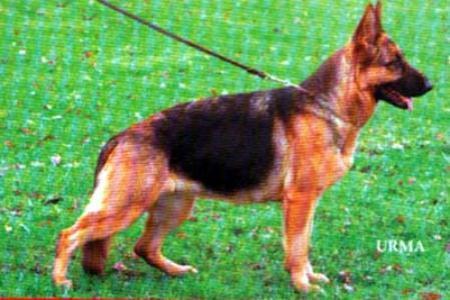 Saskia vom Kapellenberg