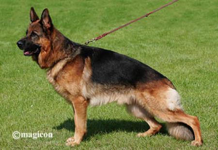 Olympus Endrefalva (RU)