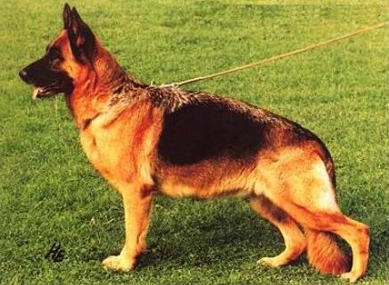 Xina vom Wildsteiger Land