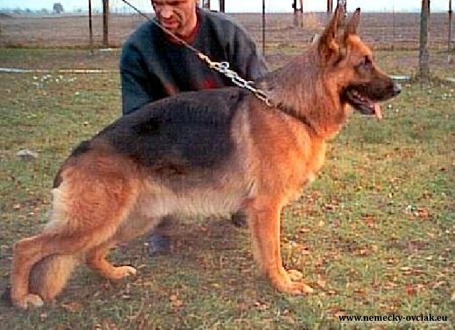 Catar vom Fichtenschlag