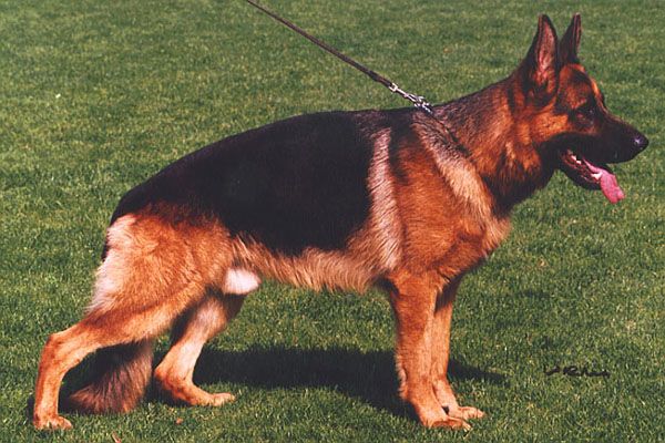 Veus vom Nordlandzwinger