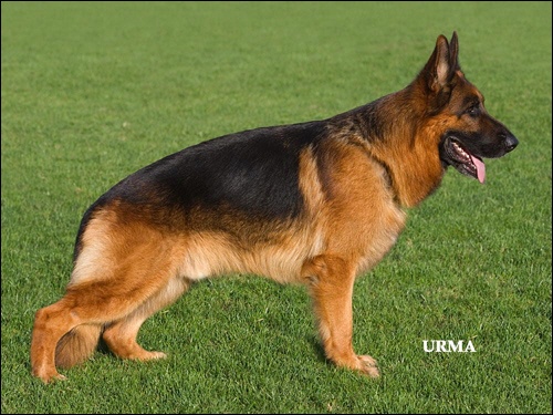 Rocco van de Herdersfarm (West)