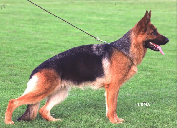 Pamela vom Hühnegrab