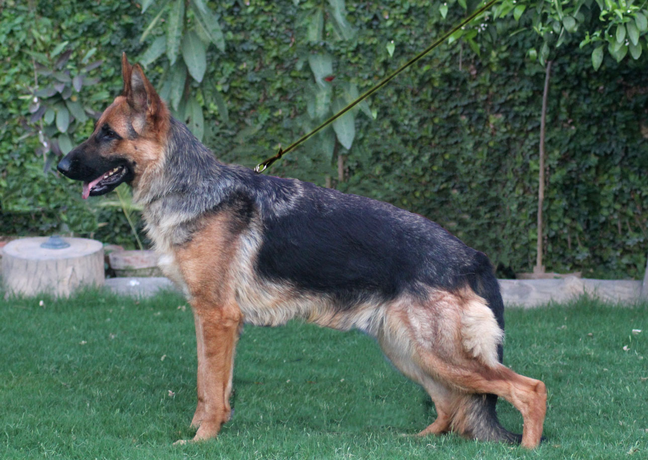 Ice vom Champion Burg