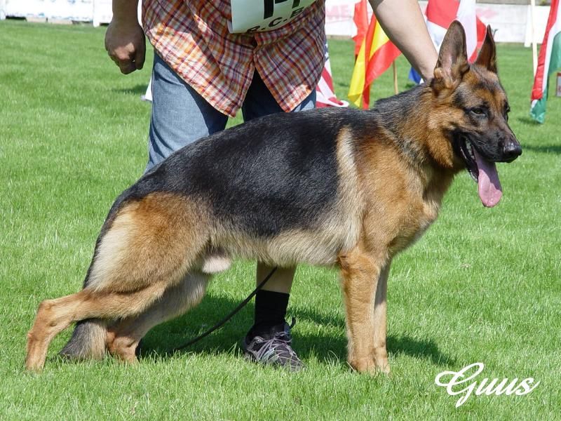 Gismo vom Mühlenblick