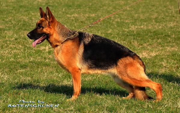 Simba von Panoniansee