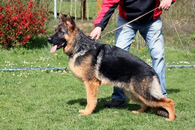 Etoo von Wendelsheim