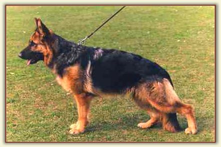 Zina vom Baronenwald